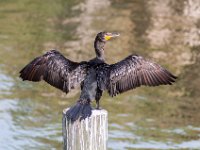 Anhinga Sunning